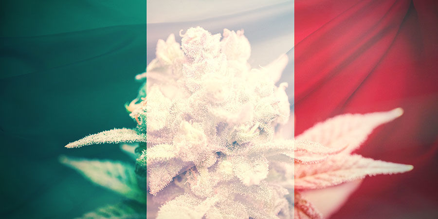 L’Importanza dell'Educazione alla Cannabis - Corriere Salentino