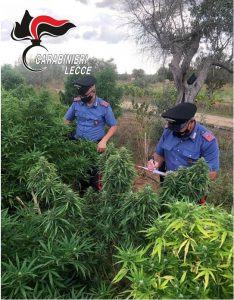 Maxi coltivazione di marijuana nell'azienda agricola, per un 37enne si aprono le porte del carcere - Corriere Salentino