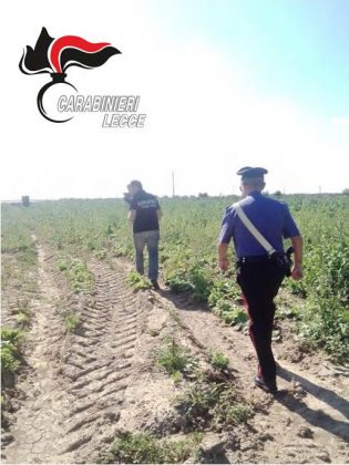 Lavoratori "in nero", norme di sicurezza violate, sfruttamento: irregolari 20 aziende su 27 - Corriere Salentino