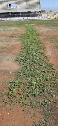 Frasca: "Stadio di Nardò in condizioni pietose, da manto erboso a campo di patate" - Corriere Salentino