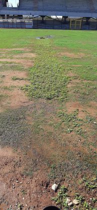 Frasca: "Stadio di Nardò in condizioni pietose, da manto erboso a campo di patate" - Corriere Salentino