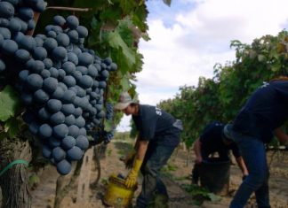 Consumi, Coldiretti Puglia: “E’ record nell’export del vino pugliese”