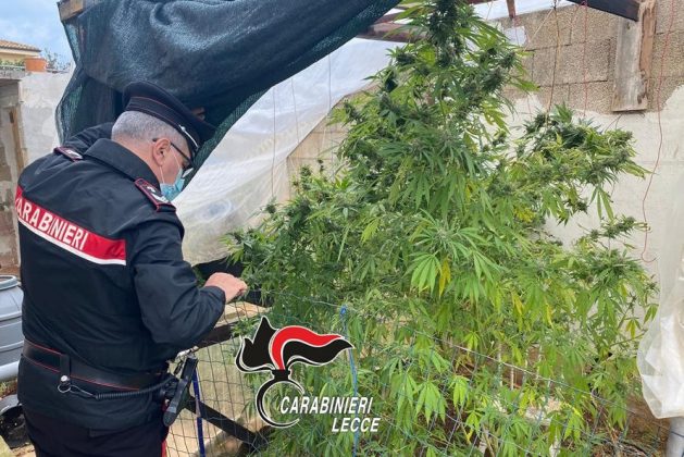 In casa quasi 4 etti di marijuana ed oltre 30 piantine di "erba": ai domiciliari un 32enne - Corriere Salentino