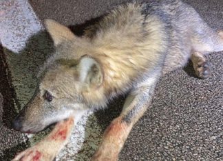 Uccisione lupi nel Salento: la rettifica del coordinatore del “Piano di monitoraggio del lupo nel Salento”