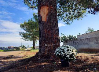 Si allunga la scia di sangue sulle strade salentine. Auto contro un albero: muore 24enne