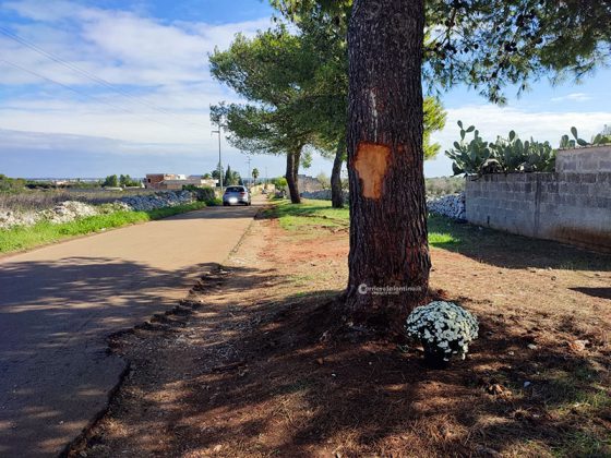 Si allunga la scia di sangue sulle strade salentine. Auto contro un albero: muore 24enne - Corriere Salentino