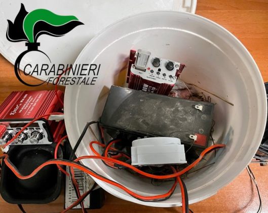 Sversa i liquami dell'allevamento direttamente sul terreno e suolo pubblico, denunciato. Sequestrati 4 richiami illegali - Corriere Salentino