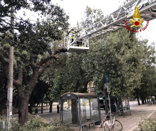 Forti raffiche di vento, alberi pericolanti: intervengono i vigili del fuoco - Corriere Salentino
