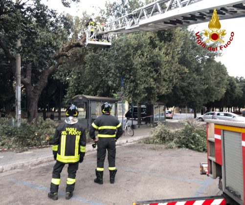 Forti raffiche di vento, alberi pericolanti: intervengono i vigili del fuoco - Corriere Salentino
