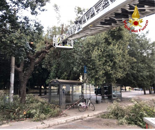 Forti raffiche di vento, alberi pericolanti: intervengono i vigili del fuoco - Corriere Salentino