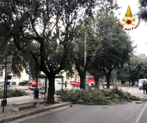 Forti raffiche di vento, alberi pericolanti: intervengono i vigili del fuoco - Corriere Salentino