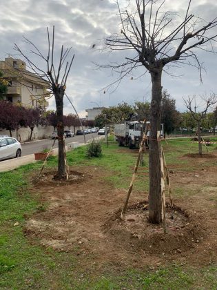 Lecce, al via il reimpianto degli alberi al Parco Baden Powell - Corriere Salentino
