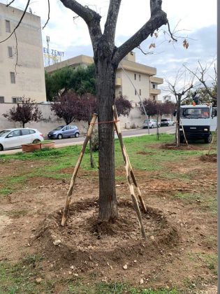 Lecce, al via il reimpianto degli alberi al Parco Baden Powell - Corriere Salentino