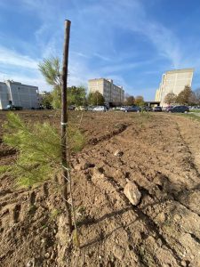 Nardò, ecco il "boschetto urbano" nel cuore della 167 - Corriere Salentino