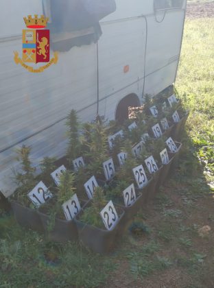 Trasforma una roulotte in disuso in una serra per la marijuana: finisce nei guai un 36enne - Corriere Salentino