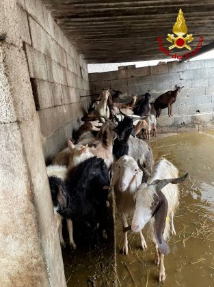 Violento acquazzone nella zona di Otranto: campi e strade allagate, i vigili del fuoco salvano automobilisti e animali - Corriere Salentino