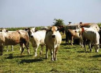 Fattoria Puglia: 453mila animali, dalle mucche alle pecore, dai bufali alle capre, fino ad asini e cavalli