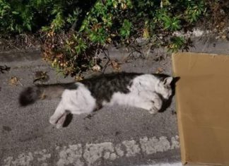 Morìa di gatti avvelenati in paese: è caccia ai responsabili