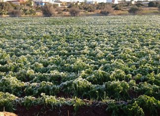 Coldiretti Puglia, allarme freddo artico per frutta e ortaggi, a rischio serre e alberi pericolanti