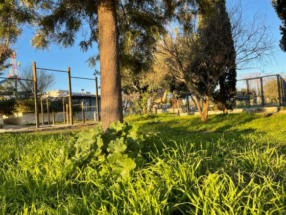 Guido: “Parco di Belloluogo abbandonato e nel degrado” - Corriere Salentino