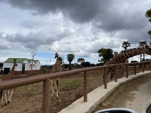 Zoosafari, nuovi arrivi nel parco a vocazione turistico-didattica. Il benessere degli animali al centro, in una struttura unica in Italia. “Nessun aiuto vero, ma abbiamo retto” - Corriere Salentino