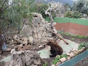 Zoosafari, nuovi arrivi nel parco a vocazione turistico-didattica. Il benessere degli animali al centro, in una struttura unica in Italia. “Nessun aiuto vero, ma abbiamo retto” - Corriere Salentino