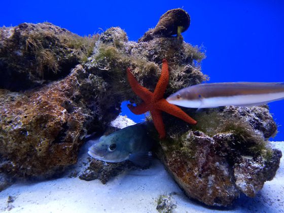 Passeggiata a Santa Maria al Bagno, tra storia e mare cristallino - Corriere Salentino