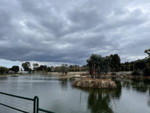 Zoosafari, nuovi arrivi nel parco a vocazione turistico-didattica. Il benessere degli animali al centro, in una struttura unica in Italia. “Nessun aiuto vero, ma abbiamo retto” - Corriere Salentino