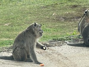 Zoosafari, nuovi arrivi nel parco a vocazione turistico-didattica. Il benessere degli animali al centro, in una struttura unica in Italia. “Nessun aiuto vero, ma abbiamo retto” - Corriere Salentino
