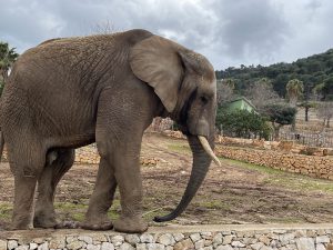 Zoosafari, nuovi arrivi nel parco a vocazione turistico-didattica. Il benessere degli animali al centro, in una struttura unica in Italia. “Nessun aiuto vero, ma abbiamo retto” - Corriere Salentino