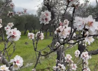 Mandorle, crolla la produzione (-60%) per le gelate di marzo