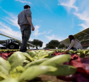 Tar di Lecce: “Sì all'agrofotovoltaico”. Annullato il diniego della Regione: agricoltura ed energia pulita possono convivere - Corriere Salentino