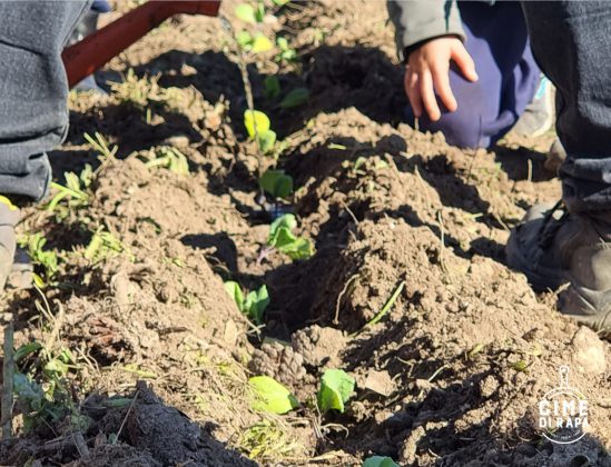 “Piccole cime di rapa” per custodire la tradizione agricola e la biodiversità - Corriere Salentino