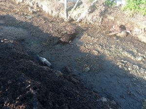 Ovini sbranati dai lupi, ennesima strage di capi di bestiame nel Salento: "La situazione sta sfuggendo di mano" - Corriere Salentino