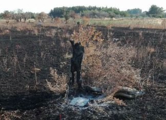 Terreni incolti, poca manodopera formata, colture dimenticate e infrastrutture ferme da 20 anni: l’appello per la svolta dell’agricoltura salentina