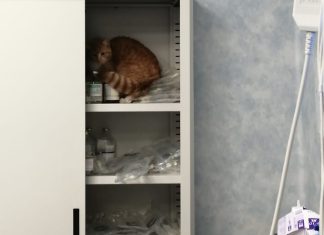 Ospedale che vai, gatto che trovi: la denuncia di sindacati e cittadini. La dirigenza medica promette interventi urgenti