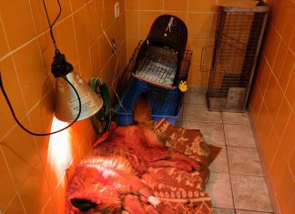 Rischia di morire assiderato nel giardino di casa: pastore tedesco salvato in extremis. Denunciato il padrone