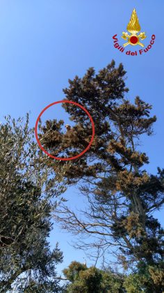 Cane insegue un gatto in cima ad un albero e non riesce più a scendere: tratti in salvo - Corriere Salentino