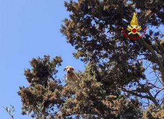 Cane insegue un gatto in cima ad un albero e non riesce più a scendere: tratti in salvo