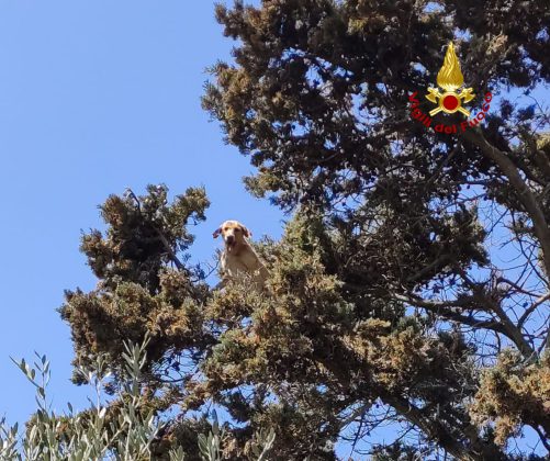 Cane insegue un gatto in cima ad un albero e non riesce più a scendere: tratti in salvo - Corriere Salentino