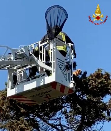 Cane insegue un gatto in cima ad un albero e non riesce più a scendere: tratti in salvo - Corriere Salentino