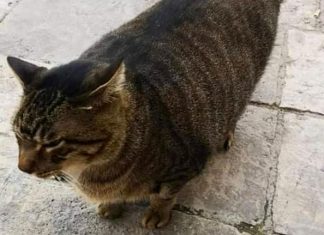 Gatto barbaramente ucciso e appeso all’auto a Salice Salentino. LNDC Animal Protection denuncia e lancia un appello: “Chi sa parli”