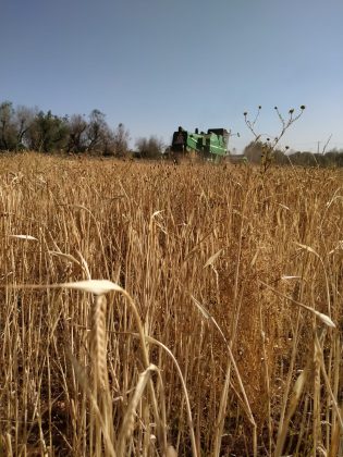 “Creo birre sartoriali dal gusto inedito e con i prodotti del territorio”, a Tricase il primo birrificio agricolo a km0 - Corriere Salentino