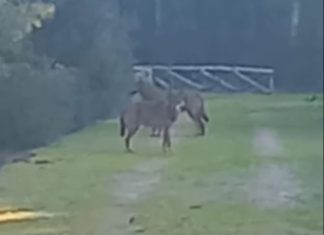Tre lupi a spasso a Porto Selvaggio, l’incontro ravvicinato filmato in un video: “Bellissimi, ma pericolosi”