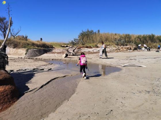 Libera Torre Guaceto: trovato nido di fratino durante la pulizia - Corriere Salentino