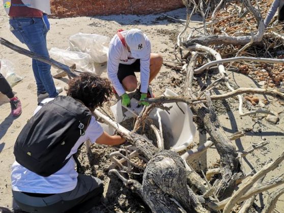 Libera Torre Guaceto: trovato nido di fratino durante la pulizia - Corriere Salentino