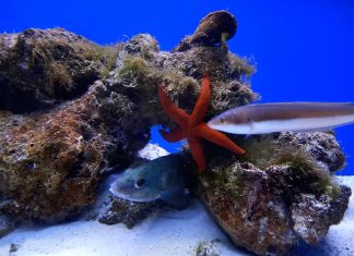 All’Acquario del Salento c’è “L’ora dei bambini”