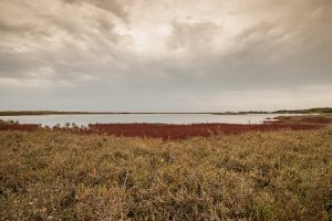 Il Parco naturale regionale Bosco e Paludi di Rauccio aderisce alla rete Tetide - Corriere Salentino