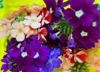 Florovivaismo, con un valore di 178 milioni la Puglia settima in Italia