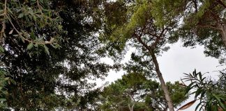 Home - Corriere Salentino